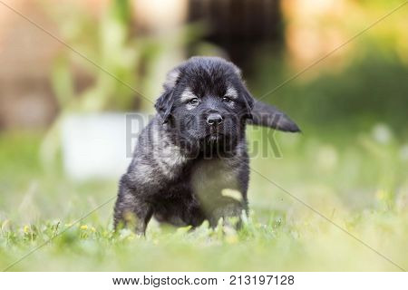 adorable collie black puppie in grass. outdoor dog