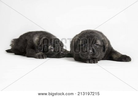 black collie puppies isolated on white studio background
