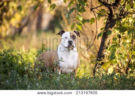 american staffordshire terrier dog portrait. amstaff dog background