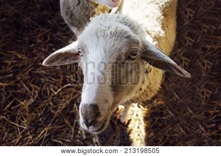 lamb sheep close up portrait . sheep farm