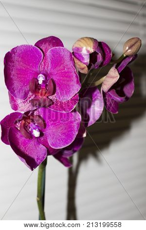Dark purple blue orchid. Orchid blooming and buds. Orchid is queen of flowers