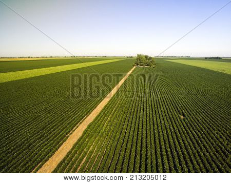 Aerial Shot Of Agricultural Soy Fields
