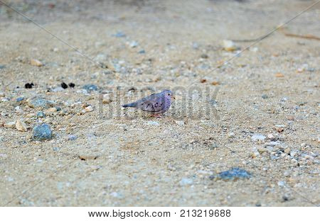 Lovely small purple bird looking for the food on stone coast. Aruba island. September 2017