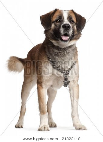 Blandet race hund, 5 år gamle, stående foran hvid baggrund