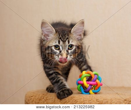 Cute little kitty bobtail and toy. Pets. Hypoallergenic cat breed. Portrait of a tabby cat.