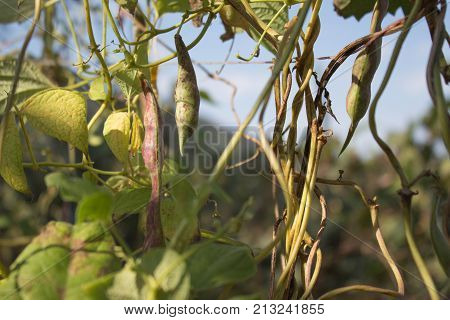 fresh organic violet kidney beans in garden closeup to pick hanging from the vine. agrocultural concept