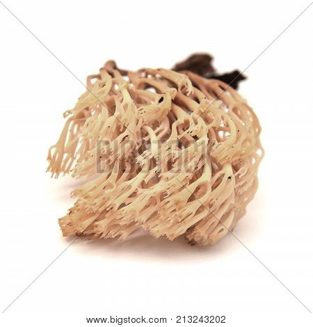 artomyces pyxidatus mushroom isolated on white background