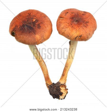 hypholoma lateritium mushroom also known as the brick cap