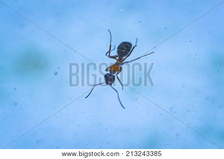 the ant floats close-up macro insect green leaf
