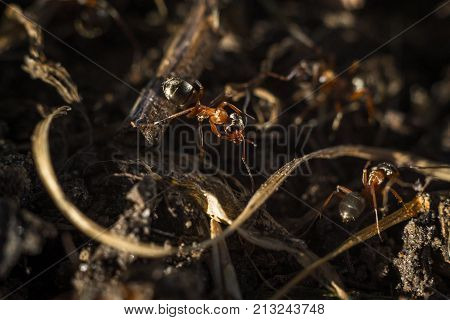 the ant floats close-up macro insect