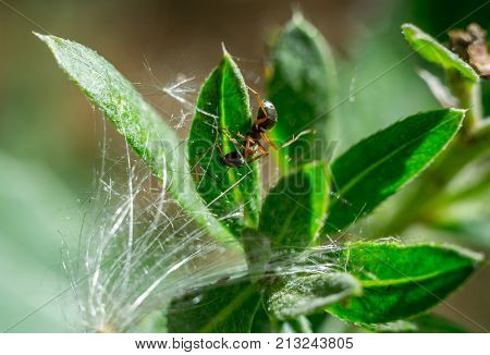 the ant floats close-up macro insect green leaf