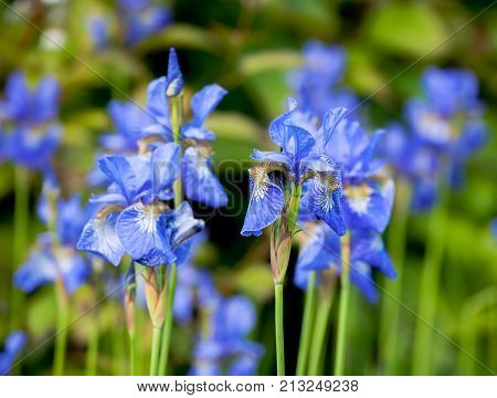 iris blueflag flowers close-up on blurred green outdoor background