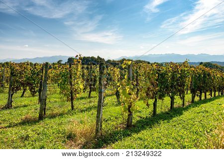 vineyard of the Jurancon wine in the French Pyrenees