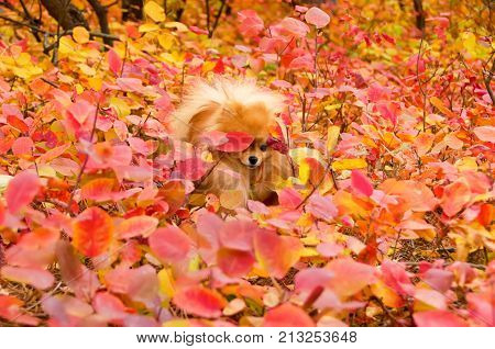 A beautiful dog makes its way through the bright brushwood spitz