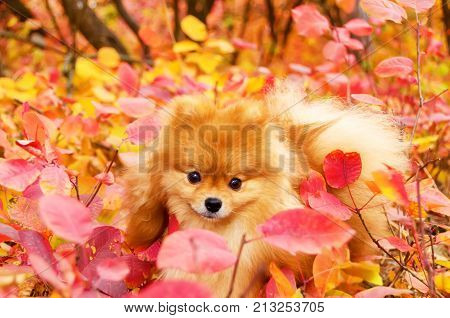 Beautiful dog in bright autumn leaves pomeranian
