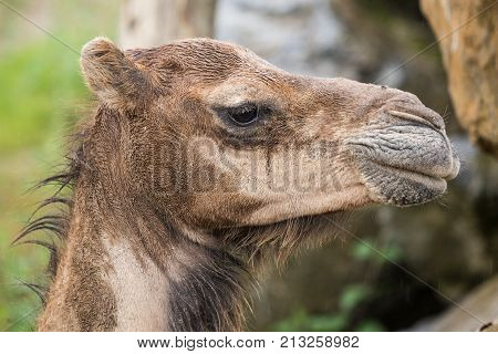 camel of the animal park Pairi Daiza in belgium