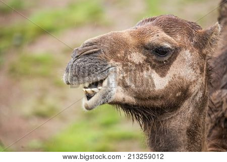 camel of the animal park Pairi Daiza in belgium