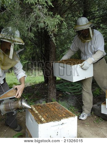 Beekeepers Moving And Smoking Hive Bodies