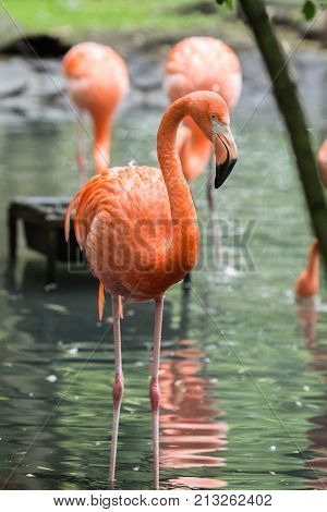flamingo (flamand rose) of the animal park Pairi Daiza in belgium