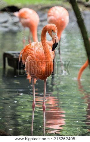 flamingo (flamand rose) of the animal park Pairi Daiza in belgium
