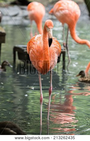 flamingo (flamand rose) of the animal park Pairi Daiza in belgium