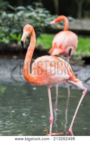 flamingo (flamand rose) of the animal park Pairi Daiza in belgium