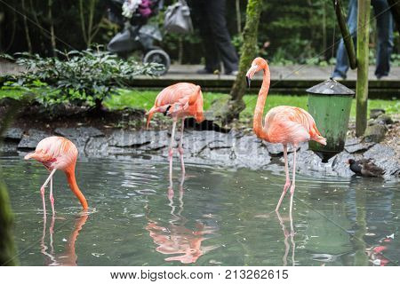 flamingo (flamand rose) of the animal park Pairi Daiza in belgium