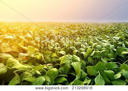 Soy plantation lit by early morning light