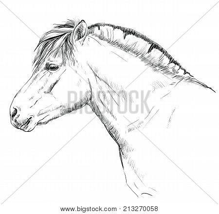 Portrait of horse head in profil (norwegian fjord pony) vector Monochrome hand drawing illustration isolated on white background