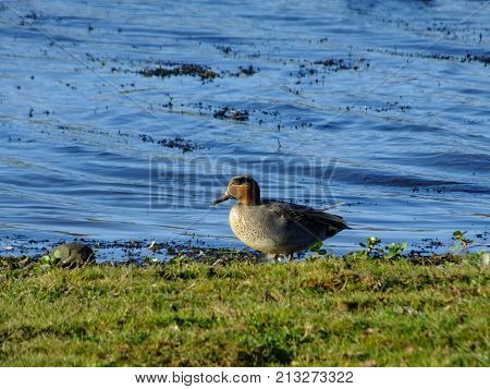 Male teal standing at waters edge, late autumn