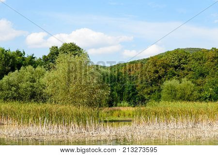 Landscape Green Forest To The Lake