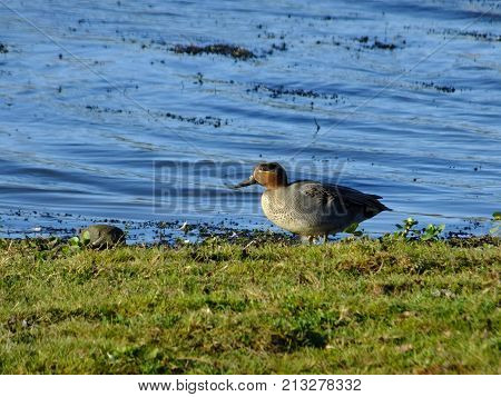 Male teal at the waters edge on a cold autumn day
