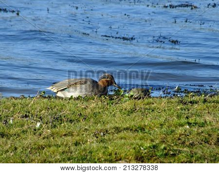 Male teal at the waters edge on a cold late autumn day