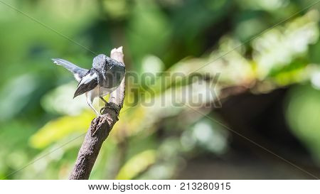 Bird (oriental Magpie-robin) In A Nature Wild