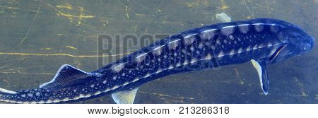 Sterlet in the water of fish farm