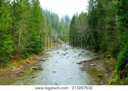 beautiful landscape with speed mountainous river in the forest of Carpathian mountains. Speed river in mountains