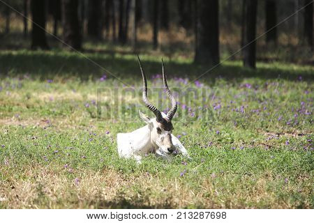Addax