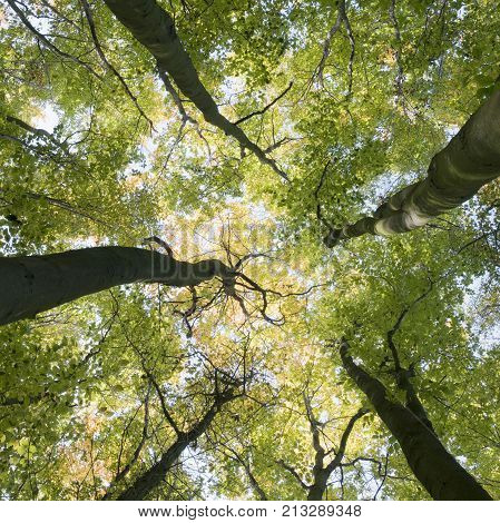 trunks and colorful autumn leaves of beech trees in forest of amelisweerd near utrecht in the netherlands
