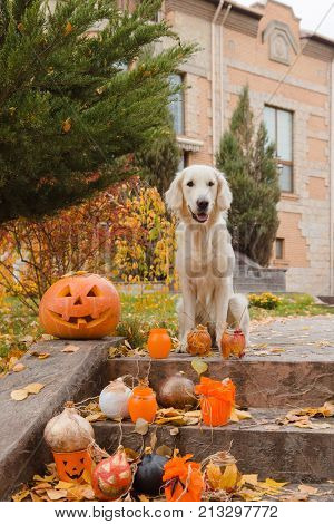 Golden retriever, autumn leaves, pumpkin and decor items for Halloween. Colorful autumn foliage in the background.