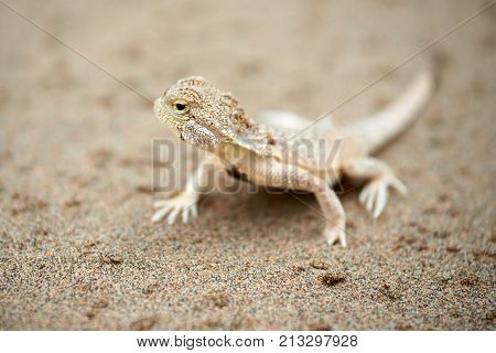 Phrynocephalus mystaceus.
Phrynocephalus mystaceus is a species of agamid lizard.