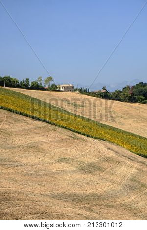 Rural landscape at summer along the road from Fermo to Monterubbiano (Marches italy)