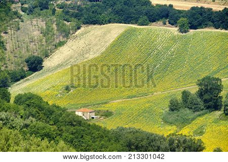 Rural landscape at summer along the road from Fermo to Monterubbiano (Marches italy)