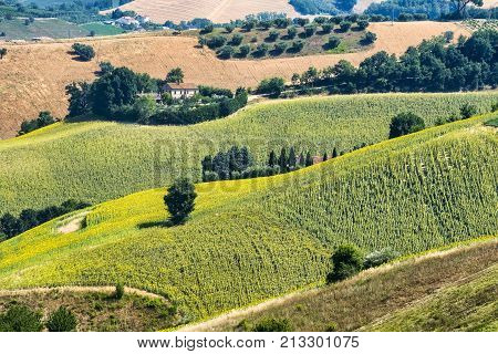 Rural landscape at summer along the road from Fermo to Monterubbiano (Marches italy)