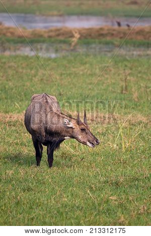Male Nilgai (boselaphus Tragocamelus) Standing In Keoladeo Ghana National Park, Bharatpur, India