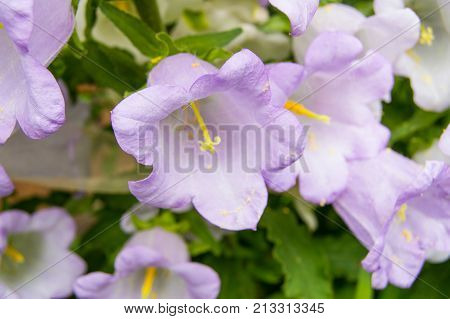 Garden Of Purple Flowers, Bells, Grade Cup And Saucer