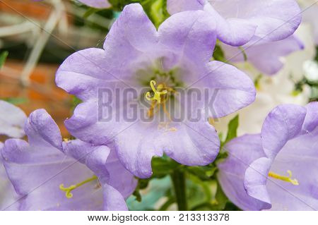 Garden Of Purple Flowers, Bells, Grade Cup And Saucer