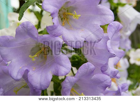 Garden Of Purple Flowers, Bells, Grade Cup And Saucer