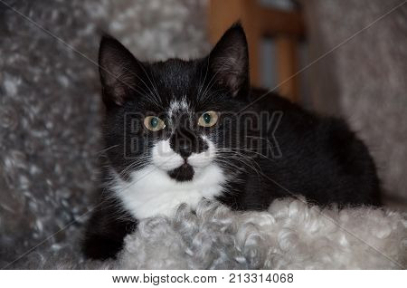 A little black and white kitten looking in to the camera