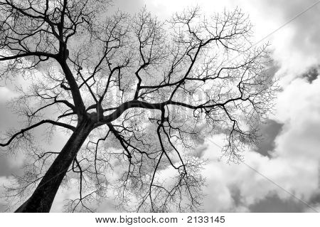 Dead Tree