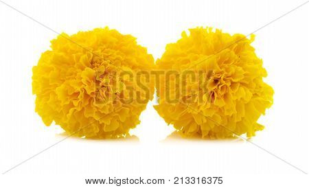 Marigold flower beautiful blossom for background .